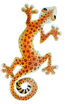 Gecko w/ Leopard Coloring - Hand Painted Metal Tropical Wall Hanging - Garden Art - K-1051