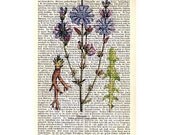 Chicory Plant No 1 Vintage Art Print on Antique 1896 Dictionary Book Page