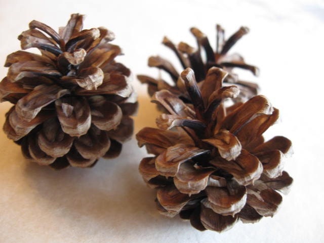 50 Pacific N.W. Pine Cones
