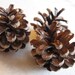 100 Pacific N.W. Pine Cones