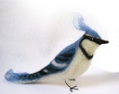 Blue Jay