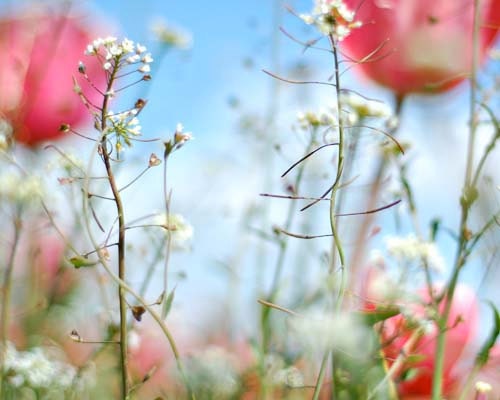 i stand in lighthearted wonder - 8x10 print
