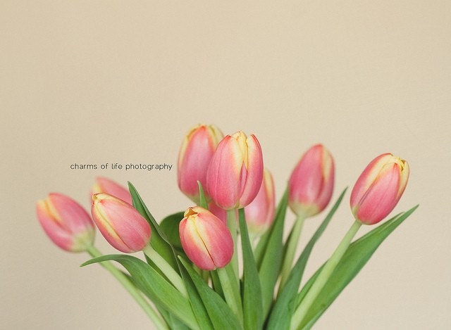 Pink & Yellow Tulips II 8x10 Print