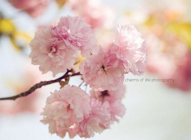 Cotton Candy Blooms 8x10 Print