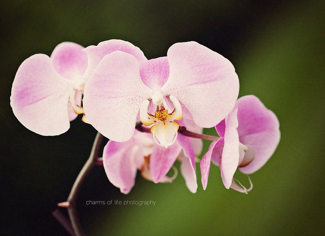 Pink Orchids 8x10 Print