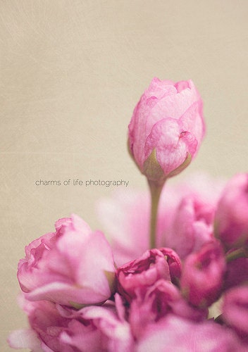 Pretty In Pink II 8x10 Print