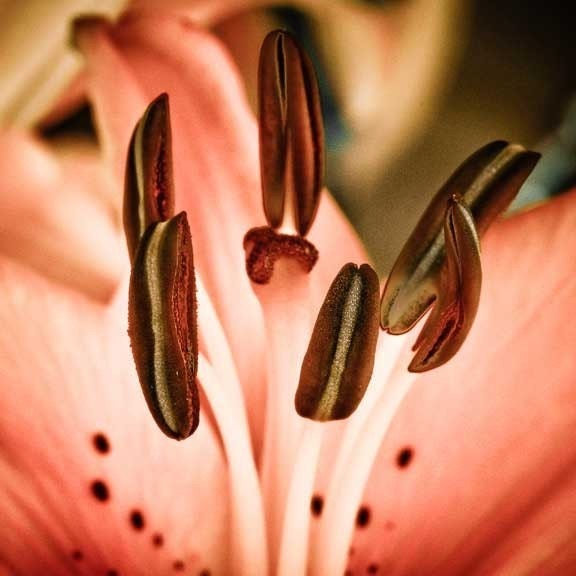 Tiger Lily Macro Photograph 8 x 8 Fine Art Print Botanical Flower Images Spring Summer Nature Affordable Wall Decor Pastels