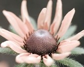 Black Eyed Susan Macro Photographic Print - 8 x 10 - Fine Art - Botanical - Flowers - Faded - Dreamy - Nature Photography - Home Decor