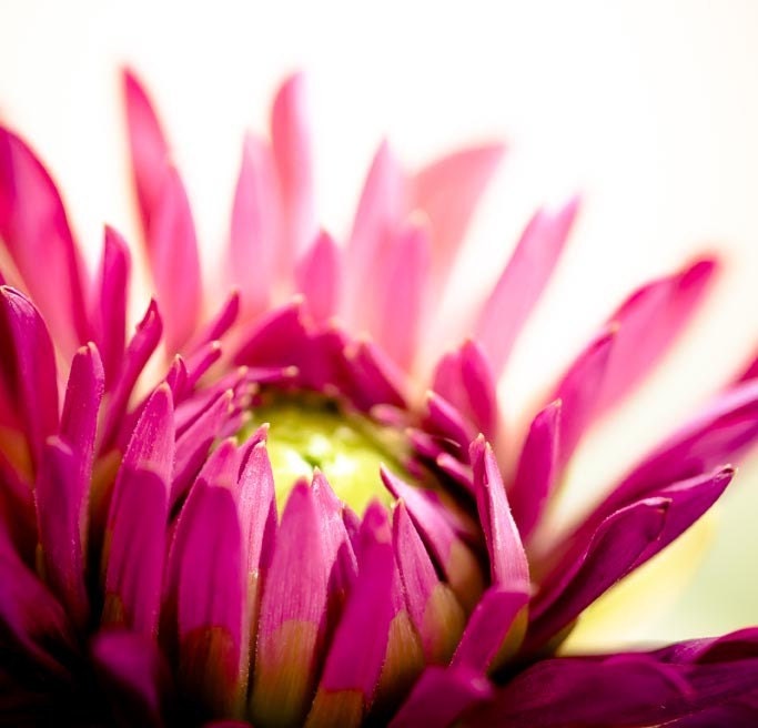 Dahlia - Fine Art Metallic Macro Photograph 8 x 8