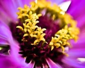 Zinnia Macro Photograph - Fine Art Print - 8 x 8 - Circle Dance - Home Decor - Close Up Photography - Flower Photos - Purple - Botanical Art