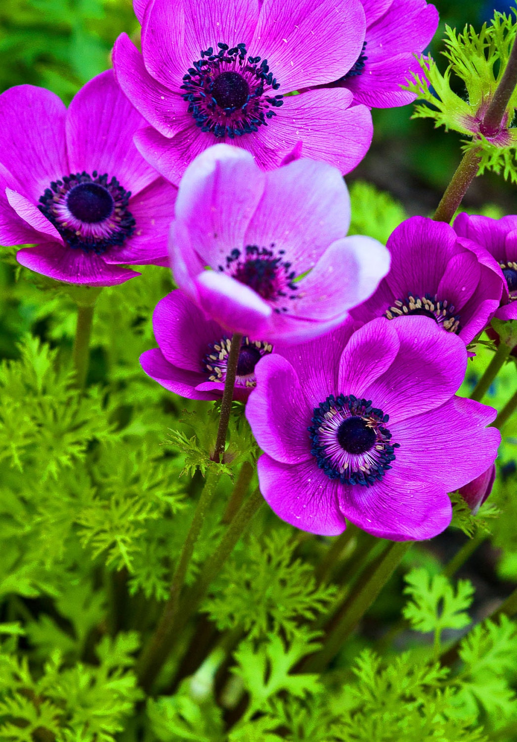 Nature Photography Print Purple Poppies Metallic 8 x 10 Spring Summer Botanical Fine Art Home Decor Floral Flowers Landscape Picture