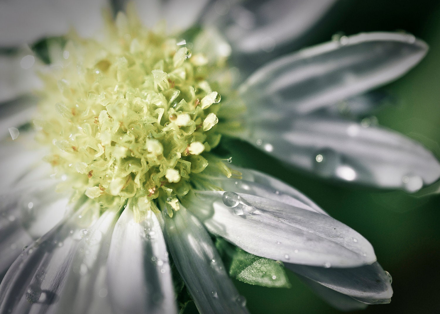 Macro Daisy Dewdrops Photograph 5 x 7 Fine Art Print Botanical Images Flowers Floral Rain Spring Summer Home Decor Nature Outdoors