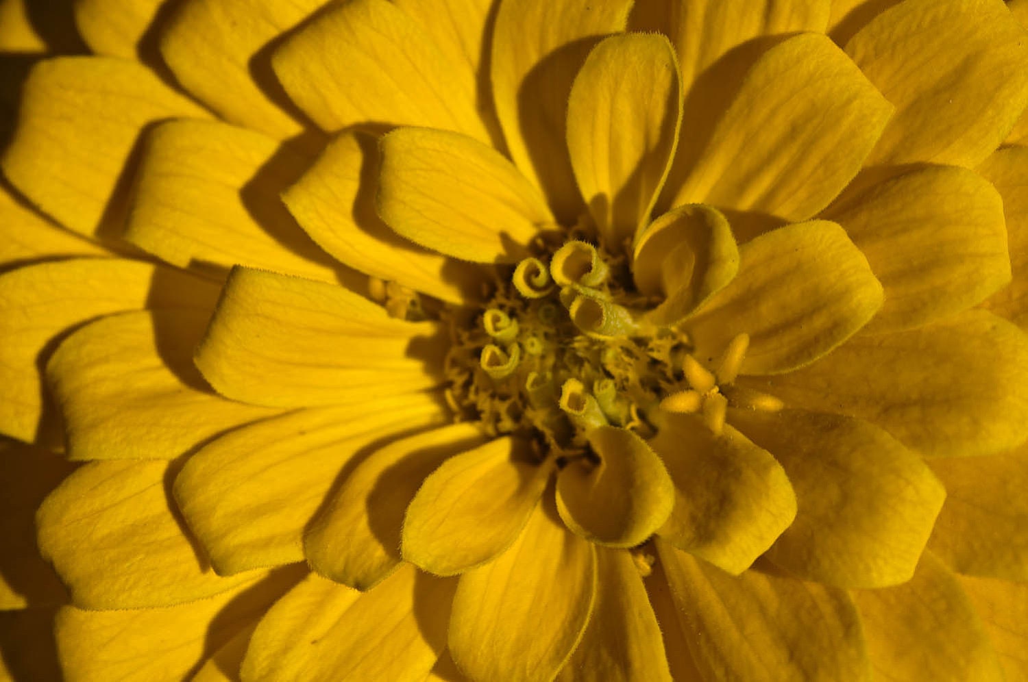 Macro Flower Photography, 4 x 6, Nature Photo, Yellow Marigold, Botanical Art, Floral Image, Fine Art Print, Feminine, Summer, Spring