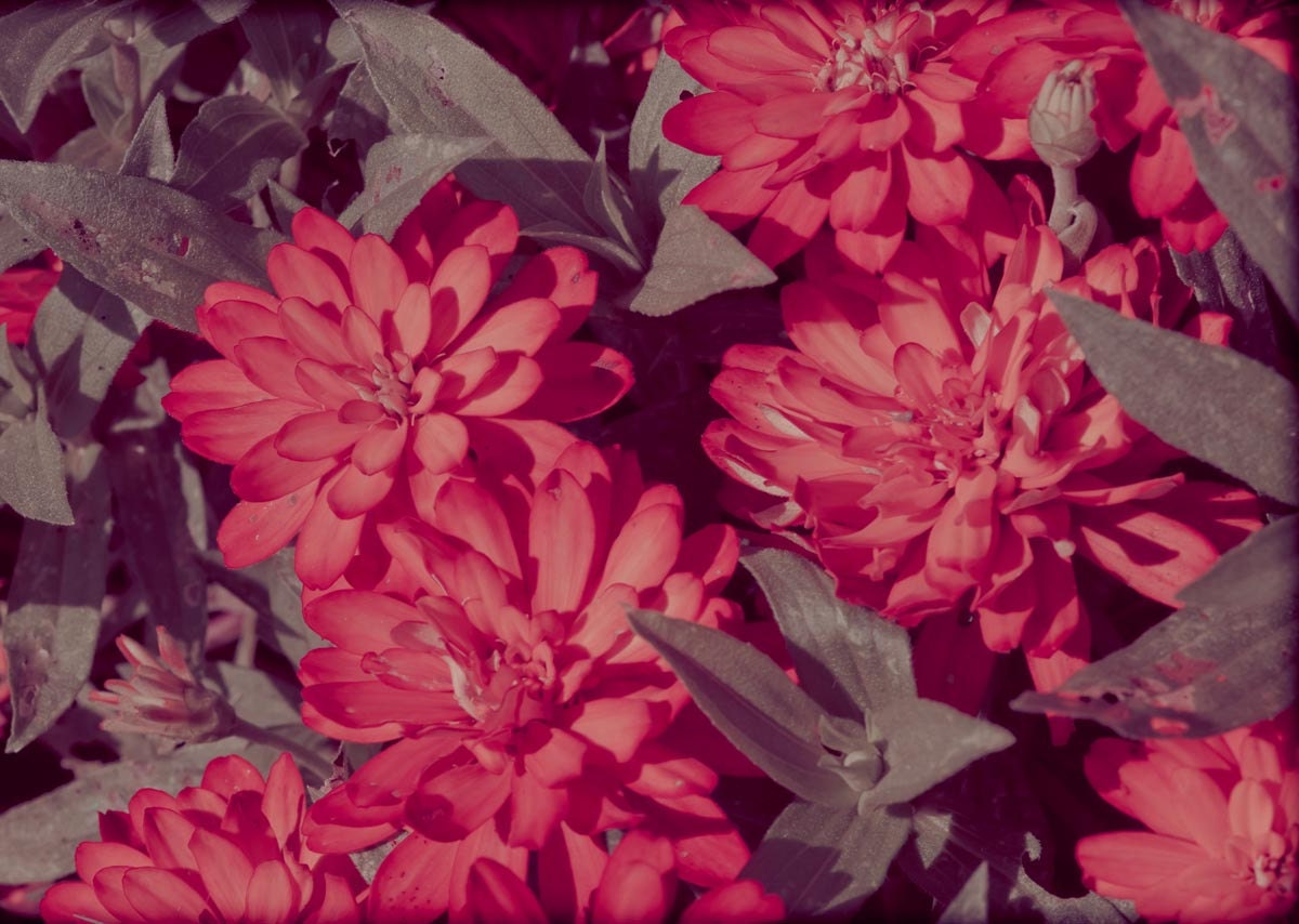 Vintage Retro Style Nature Photographic Flower Print 5 x 7 Dreamy Ethereal Chic Sweet Macro Botanical Fine Art Affordable Home Decor