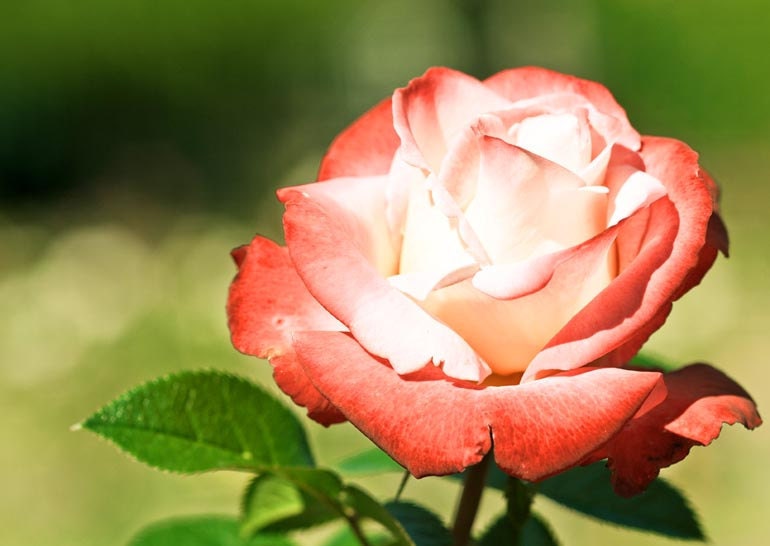 Summer Photography 5 x 7 Rose Fine Art Print Botanical Gardens Flower Home Decor Affordable Sweet Romantic Valentine Love Bokeh Pastels