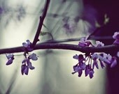 Seduced By Grey - 8x10 Fine art Photography - Moody Silver Grey and Purple Floral Portrait, Into The Woods