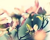 Reflections in Pink - Part Two - 8x10 Fine Art Photography - Featured in Etsy Finds - The Dreaming Moon