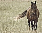 Walking In the Field of Autumn - 8x8 Fine Art Photography - Chestnut Brown Horse in Green Faded Field