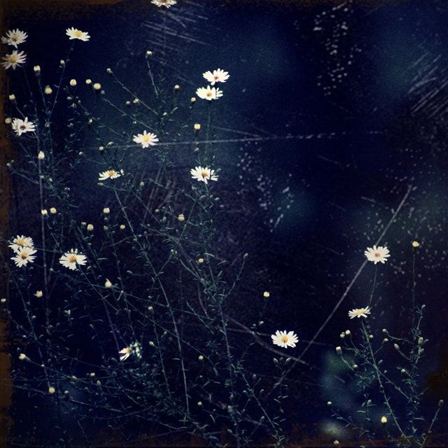 The Box Makers: Memory 1 - 16x16 or 16x20 Fine Art Photography - Wistful Summer Night Memories in a Field Of Daisies