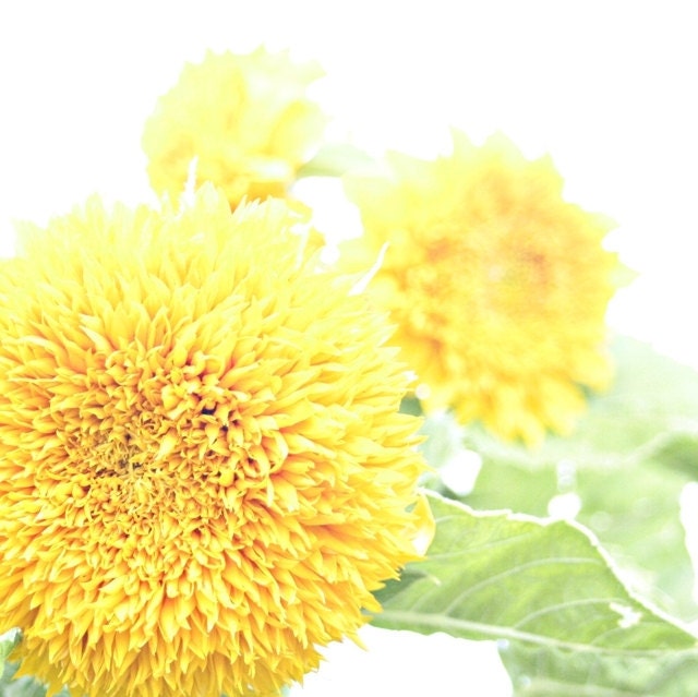 The Bright Series - No. 1 - 8x8 Fine Art Photgraphy - Sunshine Yellow Flowers