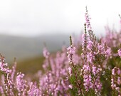 Heather Fragrance Oil 1 oz. Soap and candlemaking oils