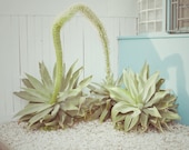 Nature Photography - Plant Photography - Silver Lake : Los Angeles