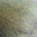 Spinning fiber-Old World Swallowtail