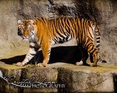 Tiger - 8x10 Fine Art Photograph