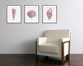 Sea Shells - Beach Art Print Set of 3 - 11x14