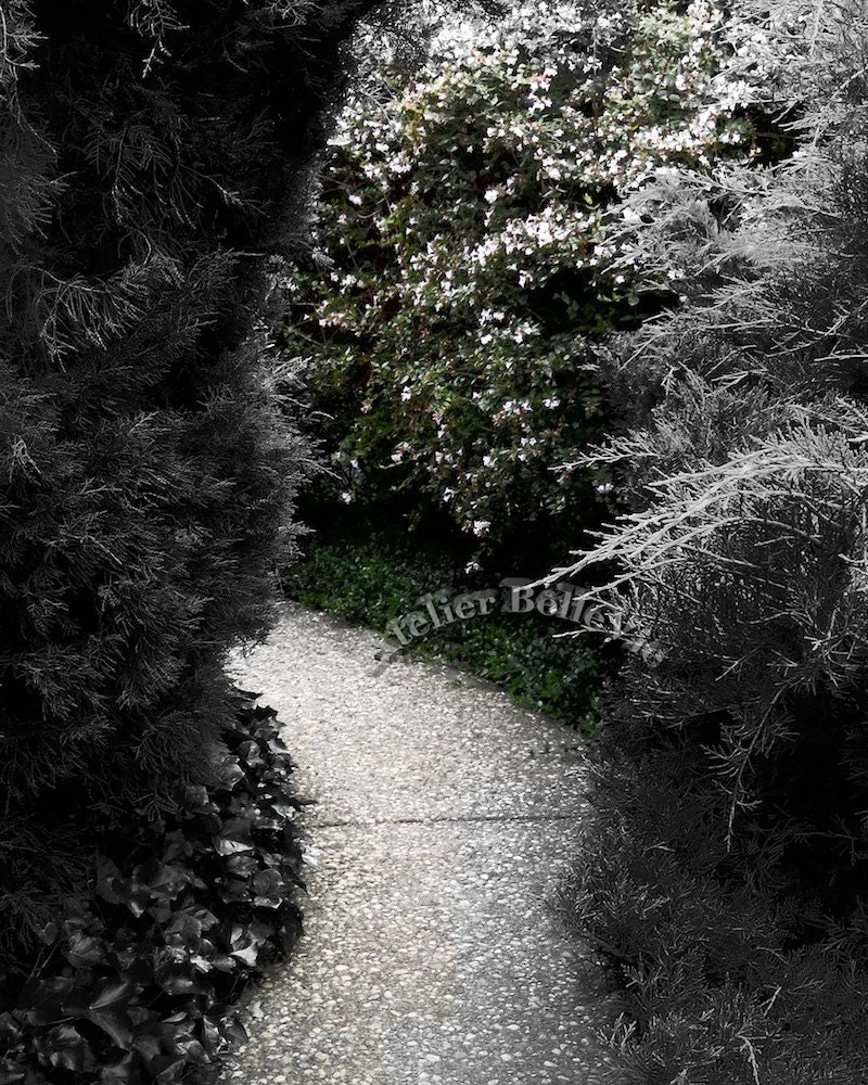 There Is A Way - 8x10 Colorized Black and White Fine Art Print - California Nature Photography