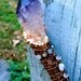 Artemis Antler Wand- Amethyst, moonstone and labradorite