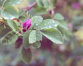 Tiny Rosebud