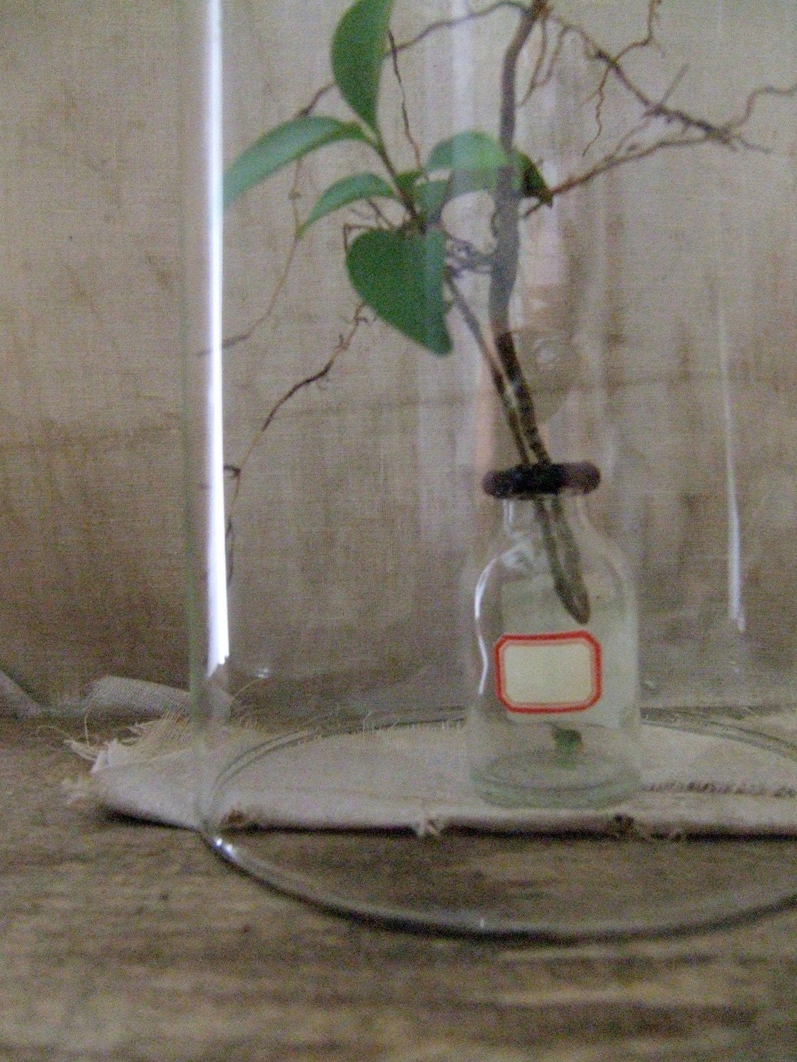 vintage glass dome