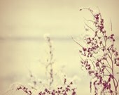 Sepia toned Red Plant covered in snow with blurred bokeh background Fine Art Metallic 8x8 Photo Print