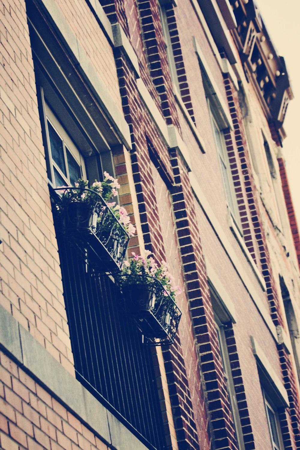 Urban Flower Garden photo 8x12 photograph Fine Art Metallic Photography Print