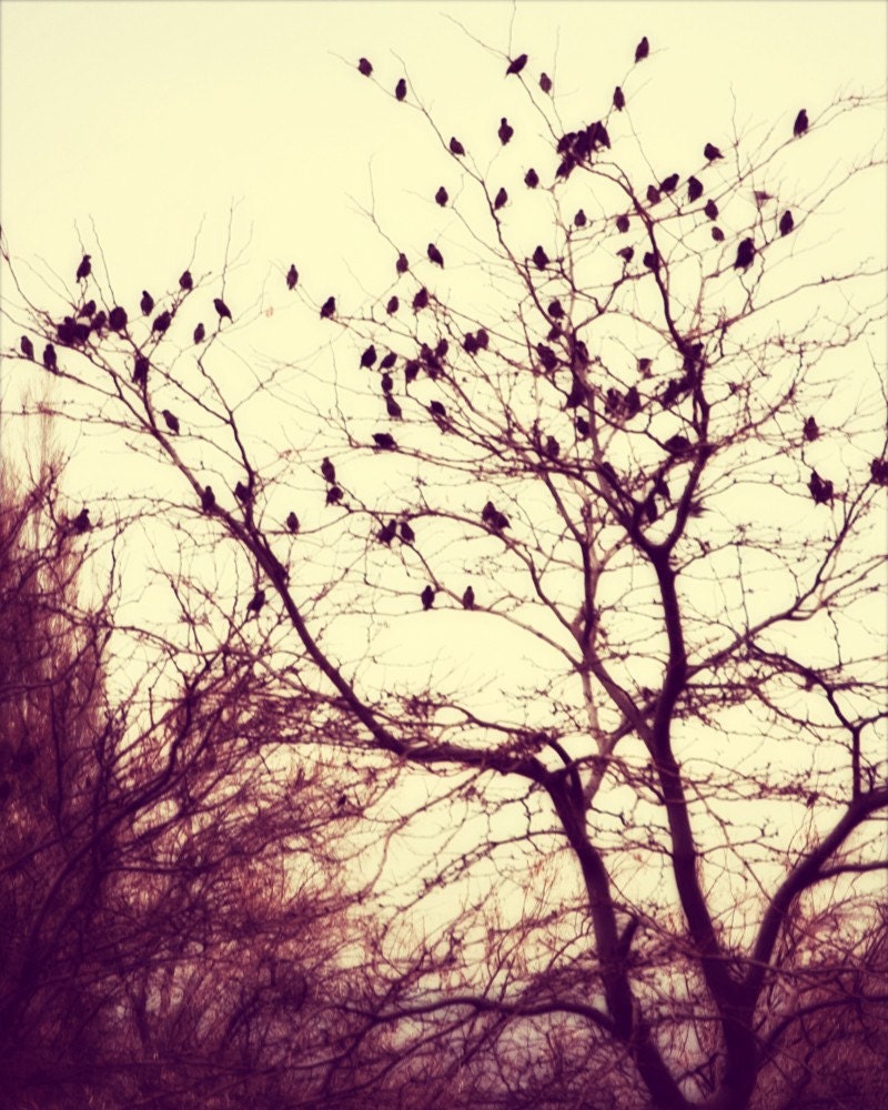 16x20 Fine Art Photo You Choose