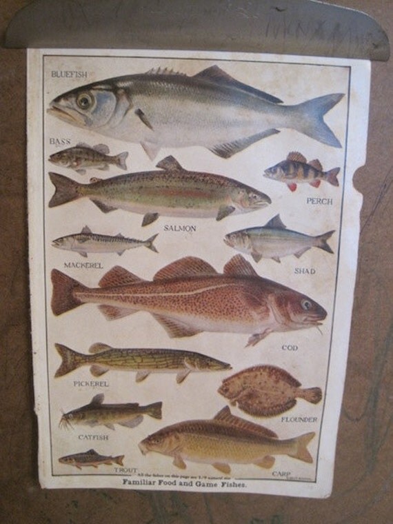 1910 Book Plate of Fish