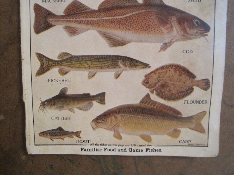 1910 Book Plate of Fish