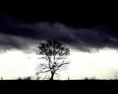 Nature Photography - Tree in the Storm 8x10 black and white Photography winter photography rustic home decor