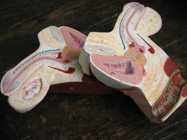 Male Genitals 3D Anatomical Cutaway Teaching Model: Full Color, Split into Two Halves -- Life Size (more or less)