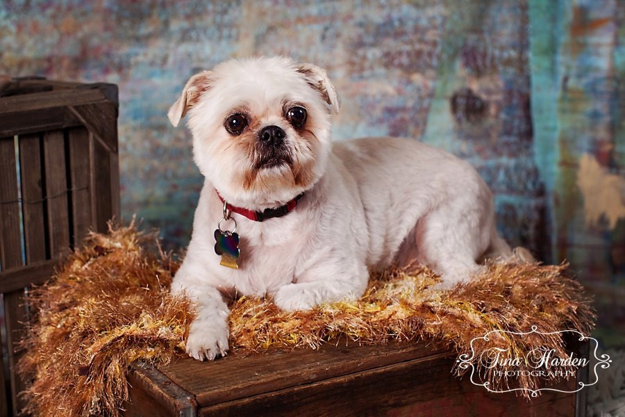 Pet Portrait Photo Prop Bed Blanket. 'Bronze' PuffPelt 2x2 Photography Rug for Cats, Rabbits, Small Dogs, Puppies