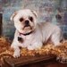 Pet Portrait Photo Prop Bed Blanket. 'Bronze' PuffPelt 2x2 Photography Rug for Cats, Rabbits, Small Dogs, Puppies