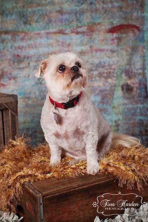 Pet Portrait Photo Prop Bed Blanket. 'Bronze' PuffPelt 2x2 Photography Rug for Cats, Rabbits, Small Dogs, Puppies
