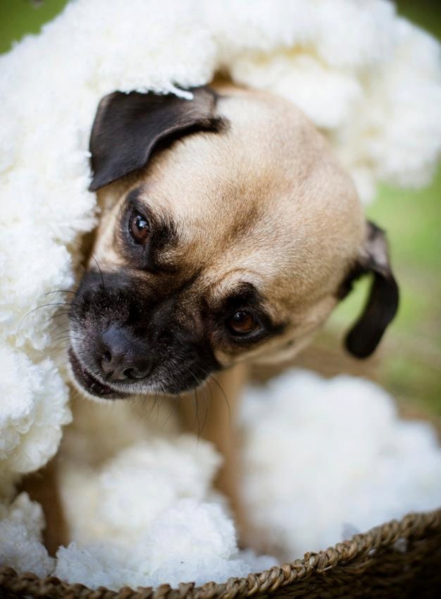 Dog Photography Prop Blanket. 'Marshmallow' Texture Rug for Pet Portraits and Dog Portraits