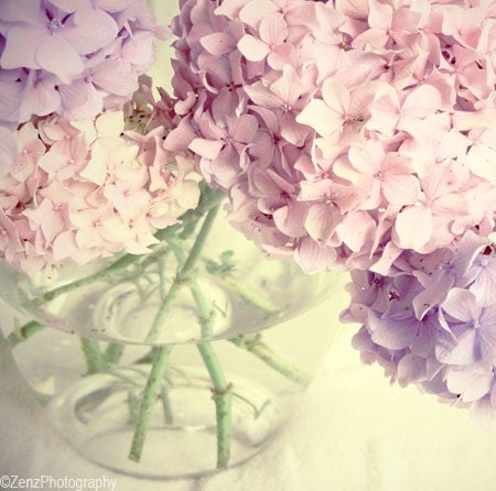 Still life photography, flower photograph, pastel pink,