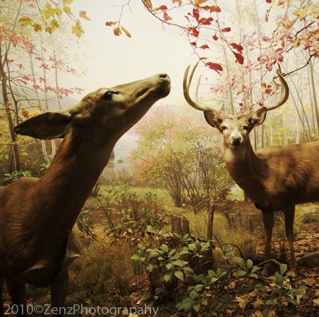 Animal Woodland Photography - Deer photograph- fall autumn woods forest - brown green - rustic art photo - home decor wall art - 6x6 - ZenzPhotography
