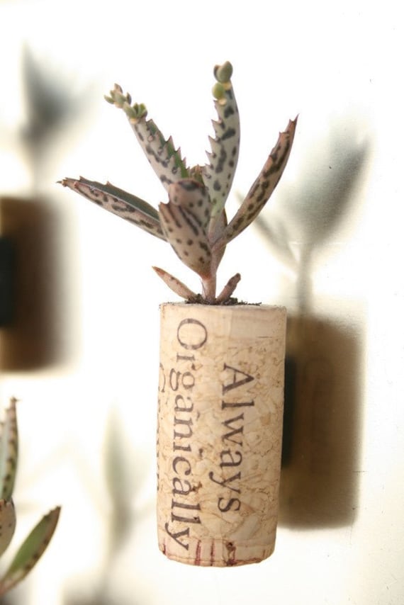 Succulent Cork Magnet, Organic Kalanchoe