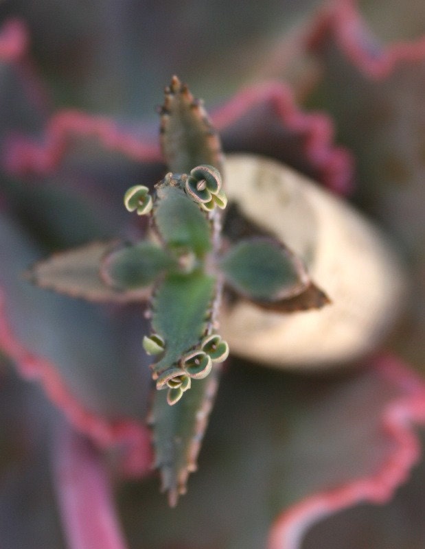 Succulent Cork Magnet, Organic Kalanchoe