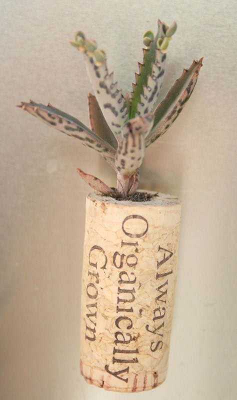 Succulent Cork Magnet, Organic Kalanchoe