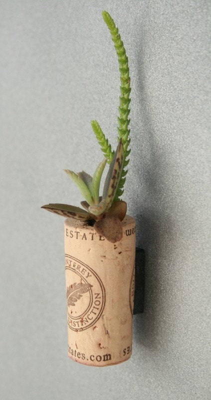 Succulent Cork Magnet, Monterey